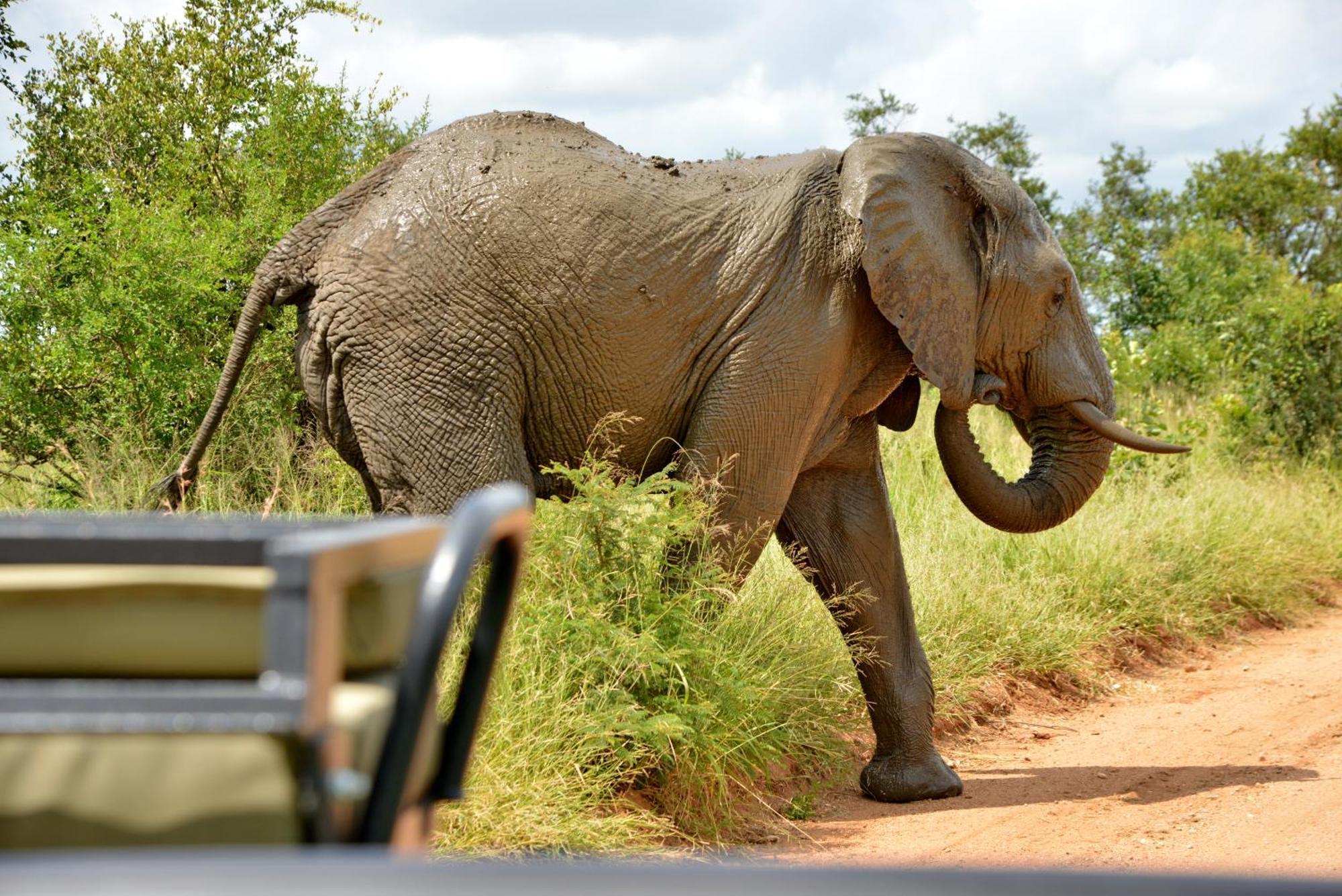Kruger Safari Lodge Manyeleti viltreservat Eksteriør bilde